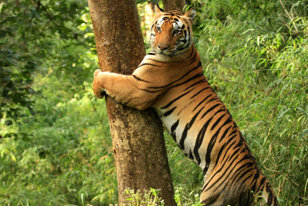 Viaggi nei Parchi Nazionali in India - 16 Giorni