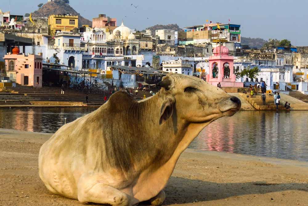 Vacanze in Rajasthan 